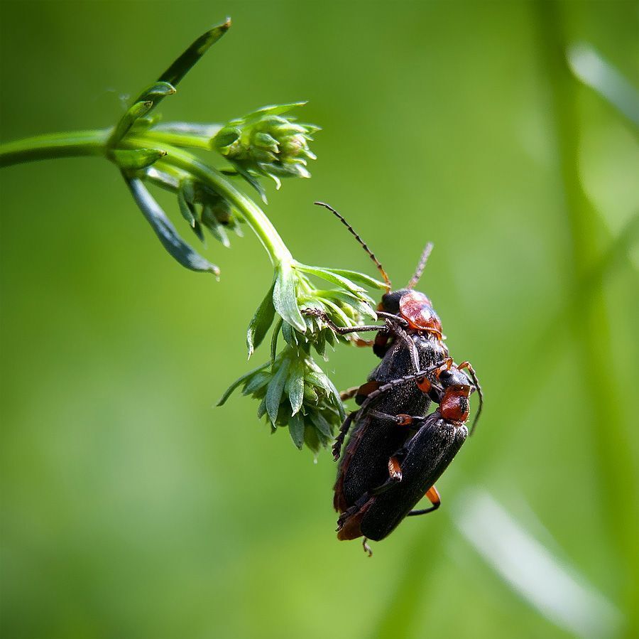 Macro world