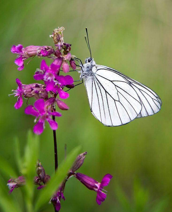 Macro world