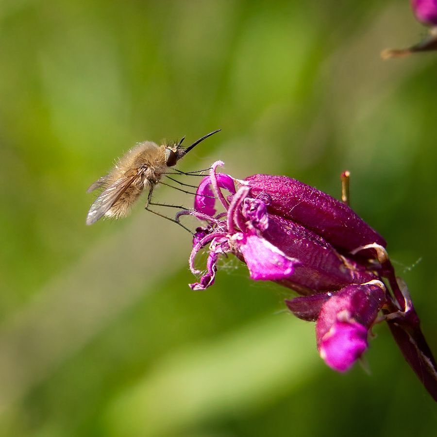 Macro world