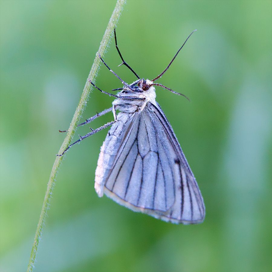 Macro world