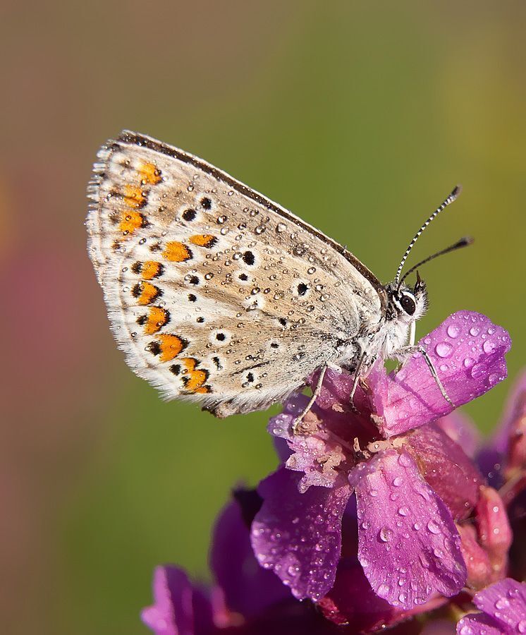Macro world