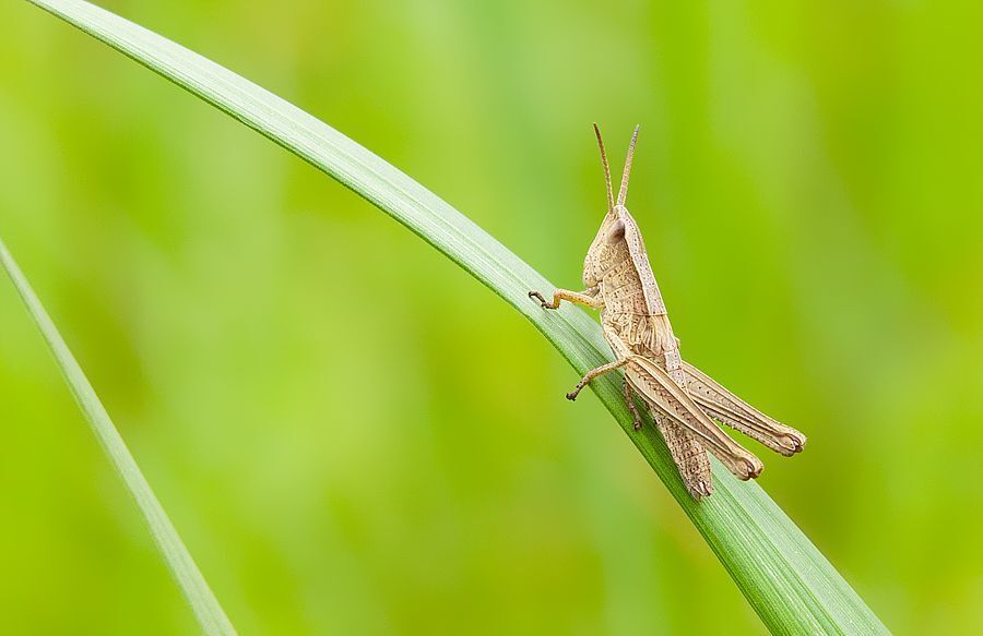 Macro world