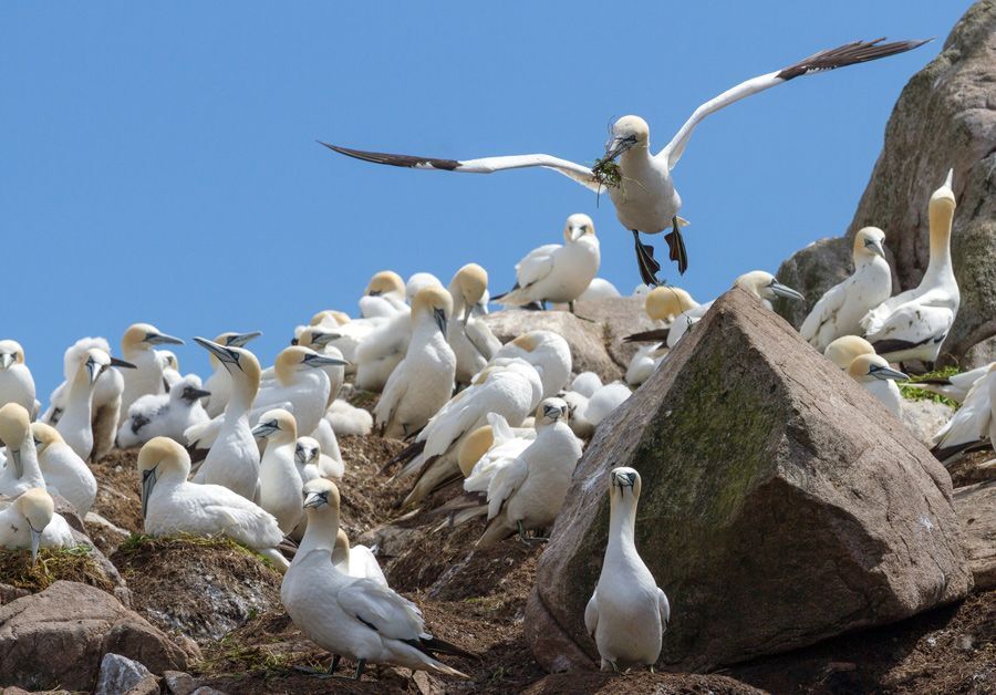 Birds