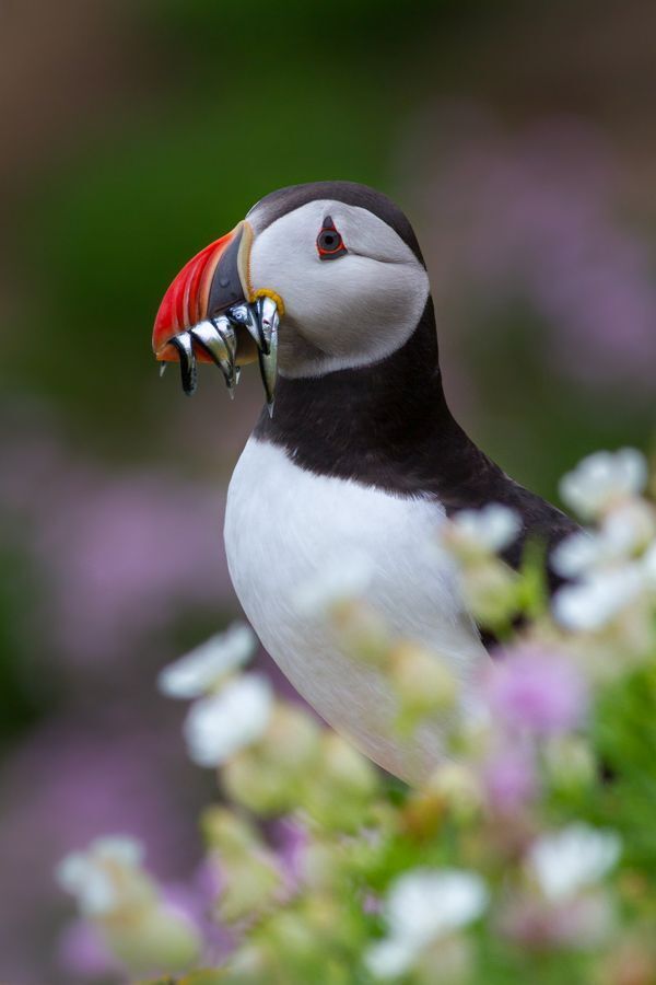 Birds