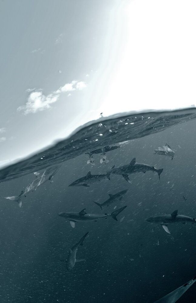 Silk sharks. Splits.