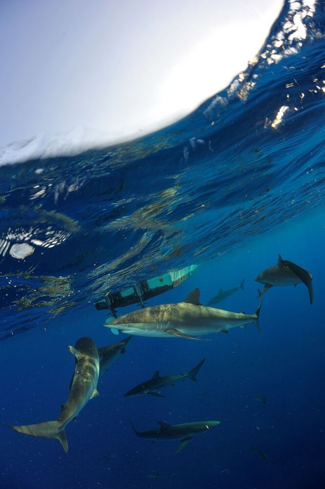 Silk sharks. Splits.