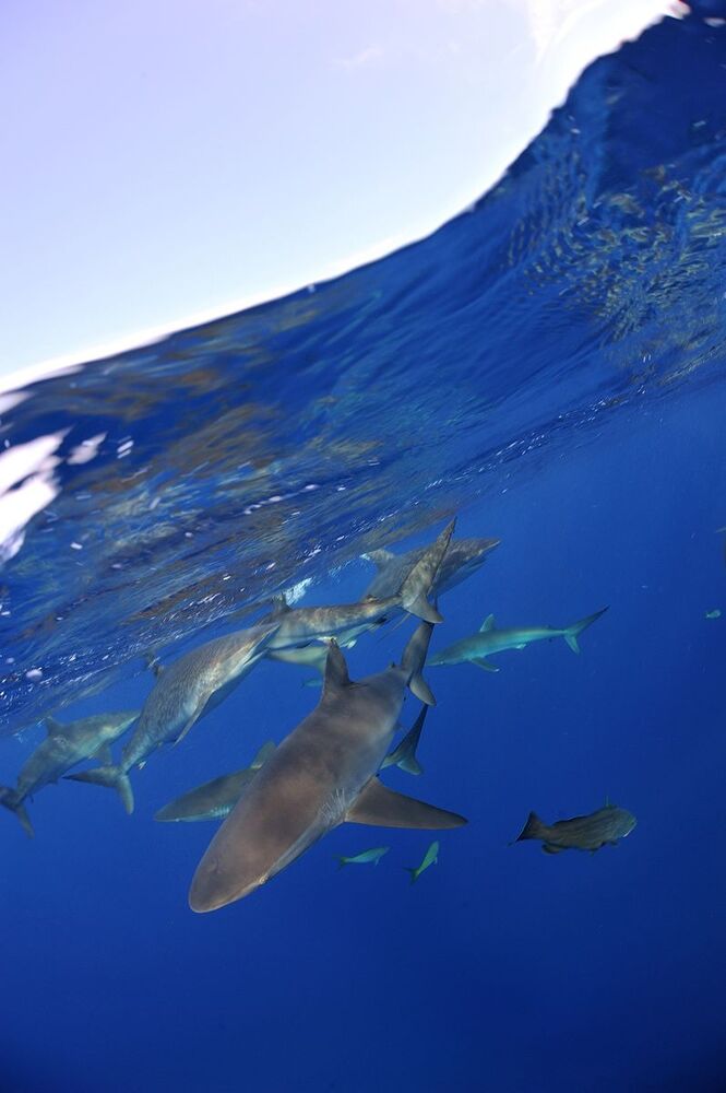 Silk sharks. Splits.