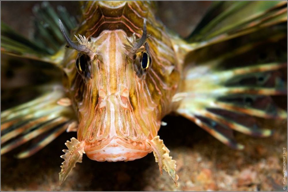 Википедия: Крылатка-зебра, рыба-зебра или полосатая крылатка (лат. Pterois volitans) &mdash; рыба семeйства скорпеновых.
Длина тела рыбы около 30 см, оно расписано яркими светлыми полосами. Это хищные рыбы. Они могут спокойно проглатывать рыб длиной до двух третей собственной. Иглами эти рыбы атакуют своих жертв. Окраска тела красная с многочисленными светлыми полосками; грудные плавники большие (отсюда название), хотя летать крылатка не может. Вес рыбы достигает 1 кг. Встречаются в прибрежных водах Красного моря, в тропических водах Индийского и Тихого океанов &mdash; у берегов Китая, Японии и Австралии.