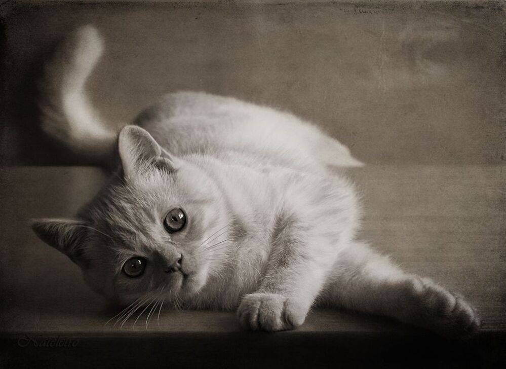 Котобанда :)