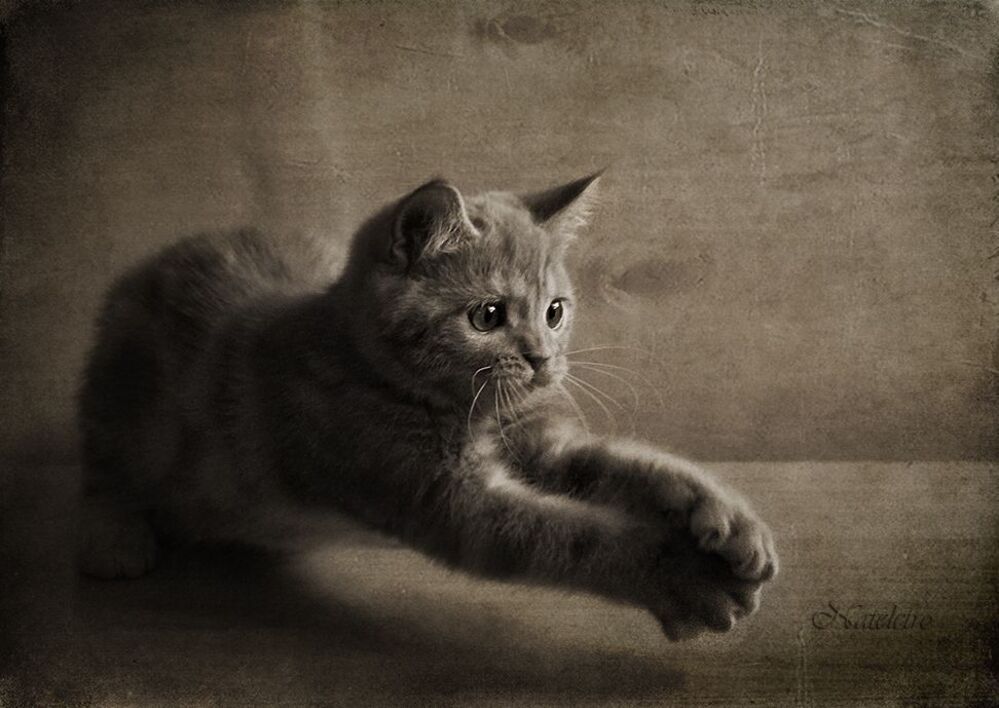 Котобанда :)