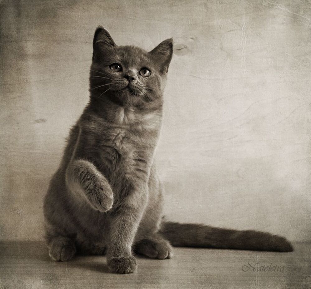 Котобанда :)