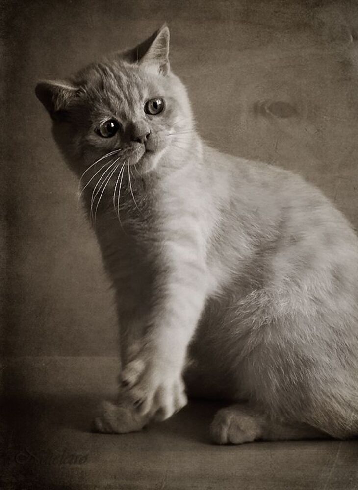 Котобанда :)