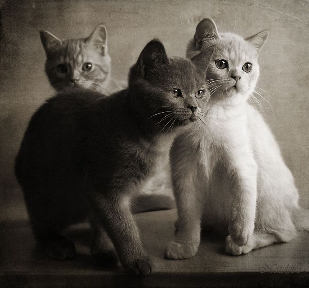 Котобанда :)