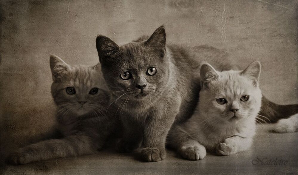 Котобанда :)