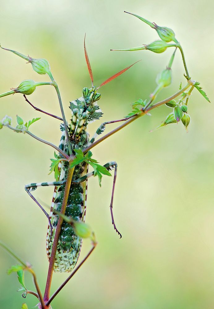 Blepharopsis mendica - царь богомолов Израиля