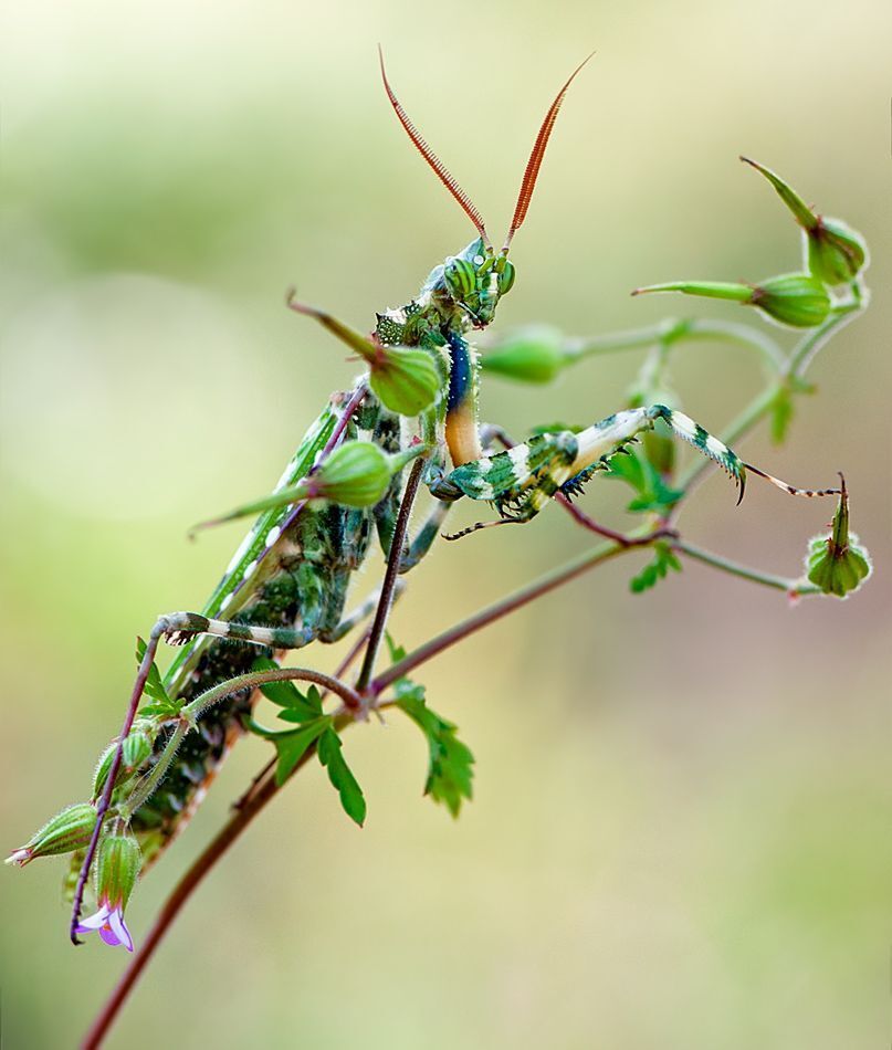 Blepharopsis mendica - царь богомолов Израиля