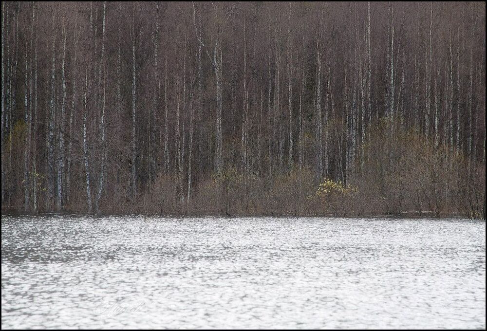 Весеннее серебро Кенозера