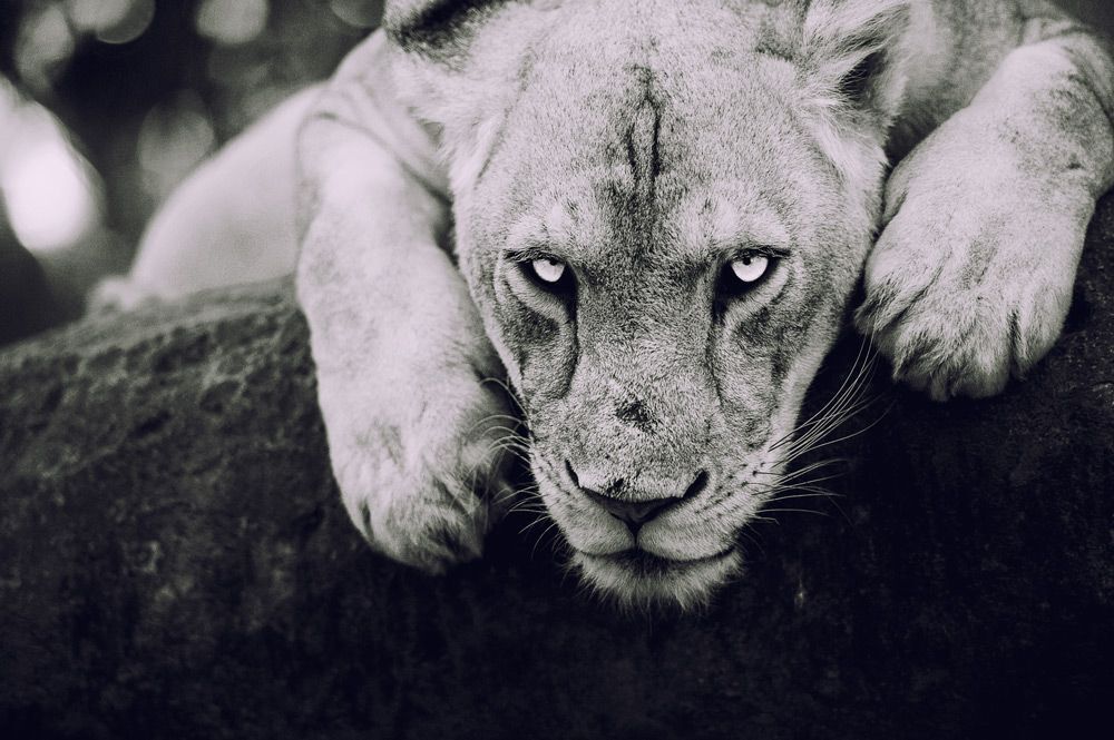 Eye of lion
