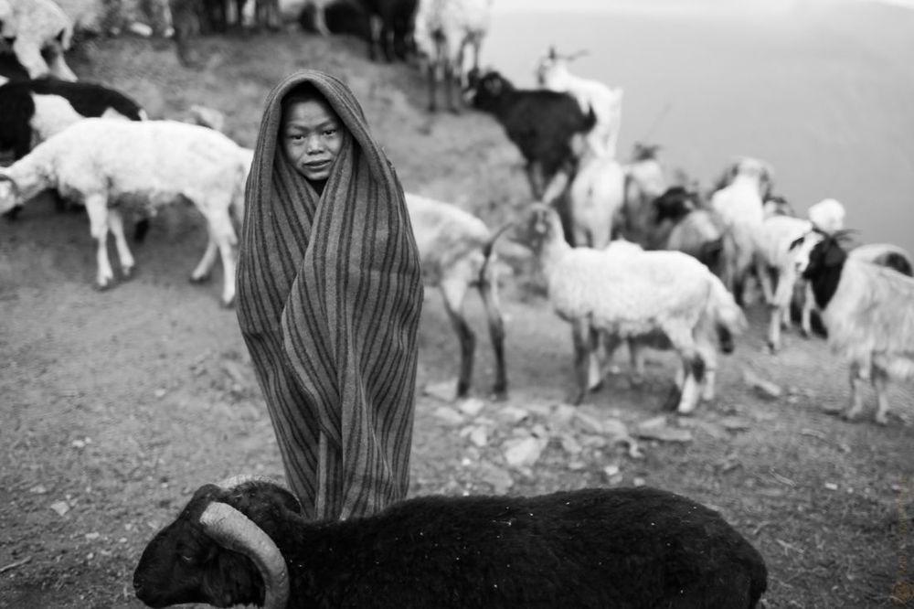 утро пастуха