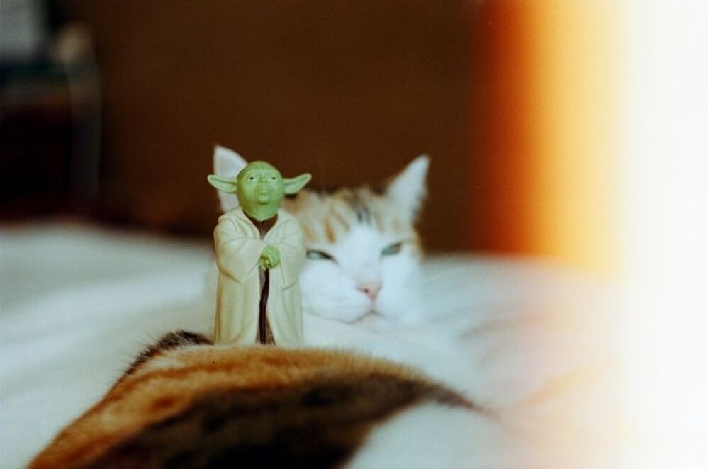 yoda