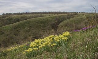 Цветет ирис низкий (Iris pumila)/