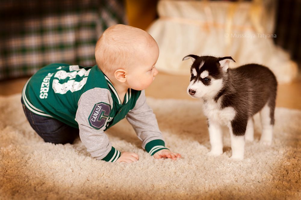 Puppies