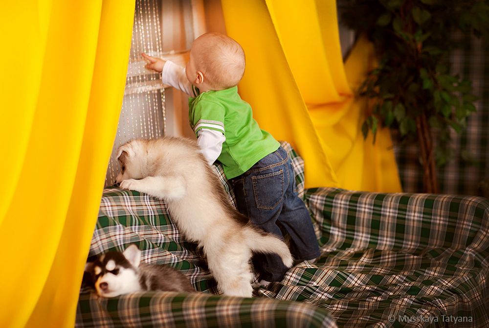 Puppies