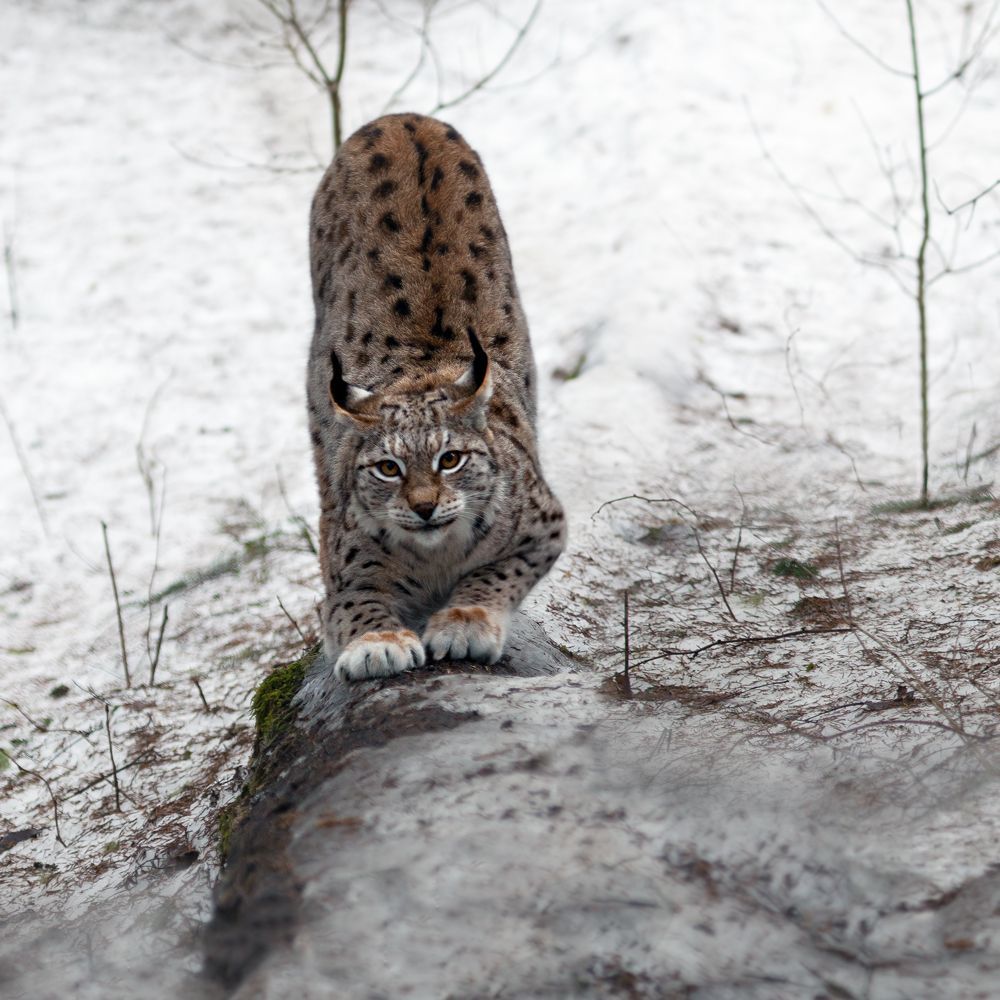 по следам рыси