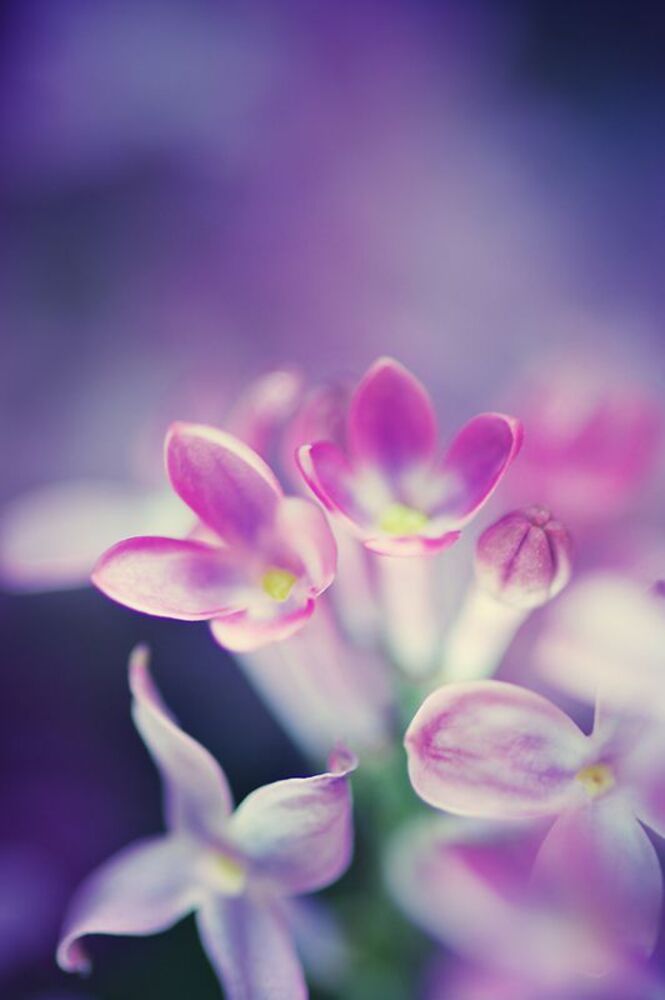 flowers planet