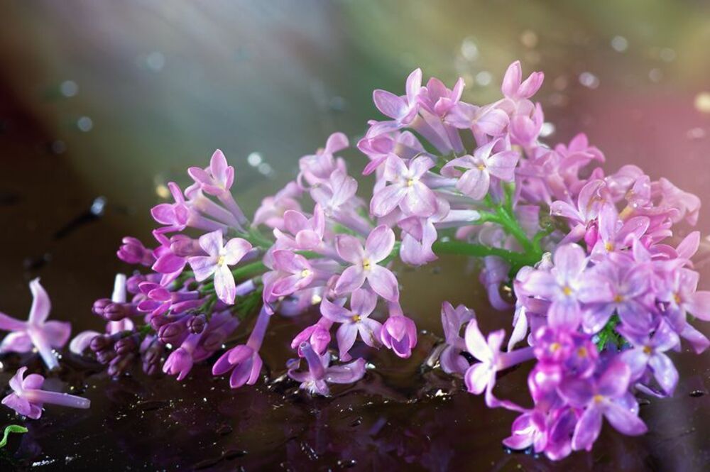 flowers planet