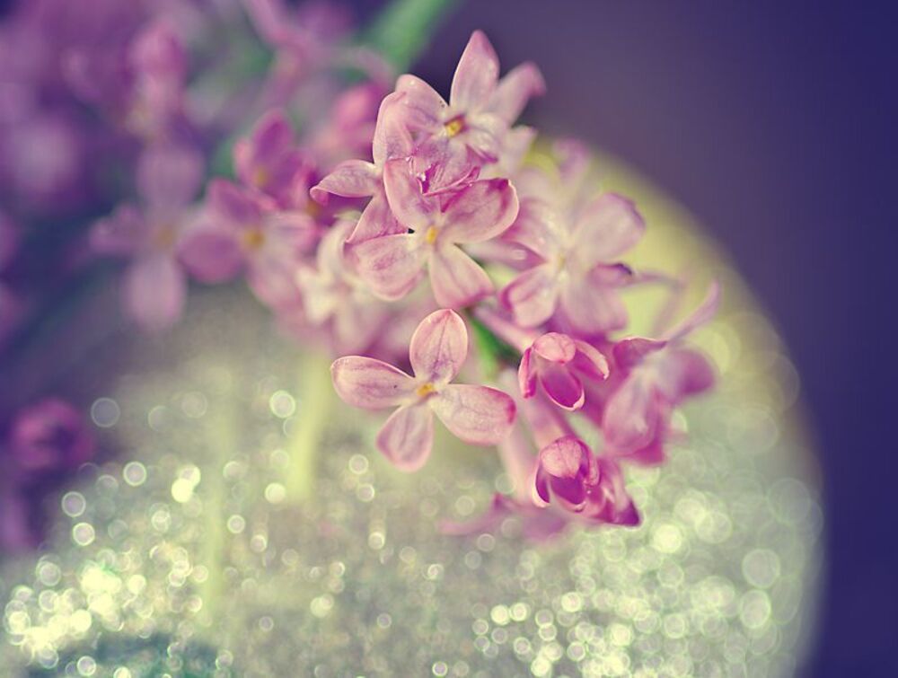flowers planet