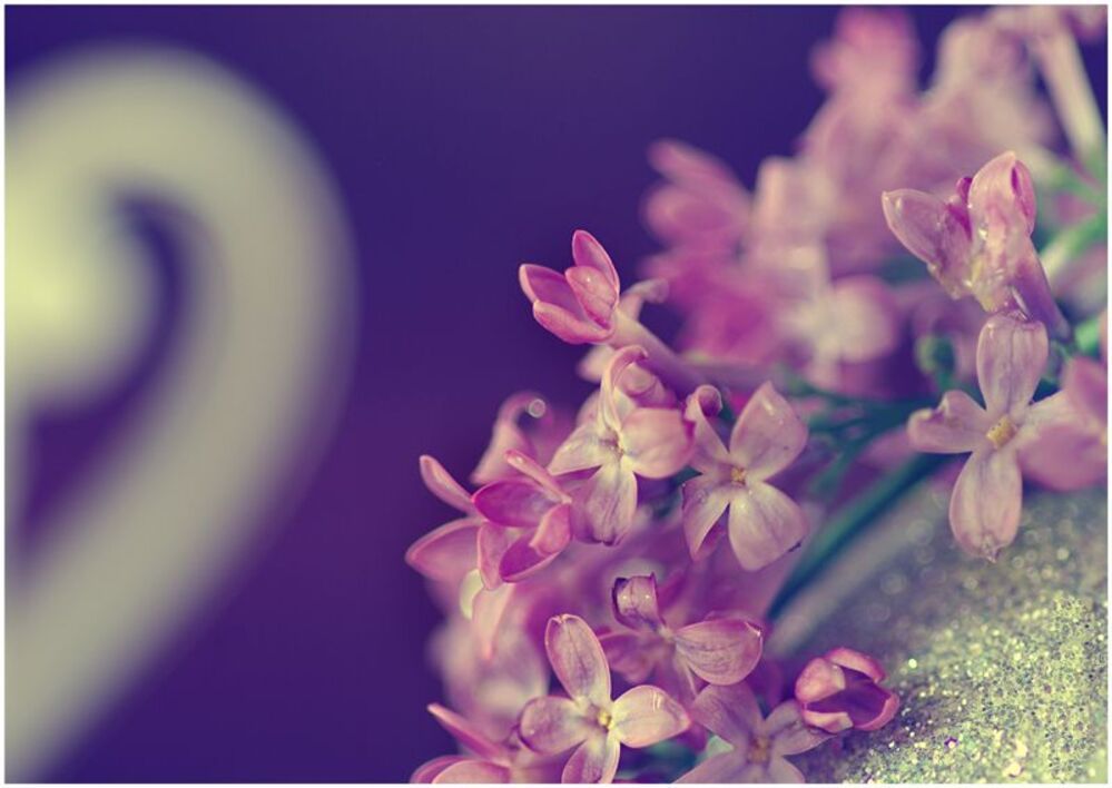 flowers planet