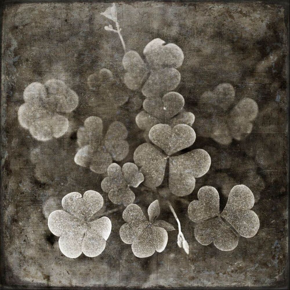 Flora