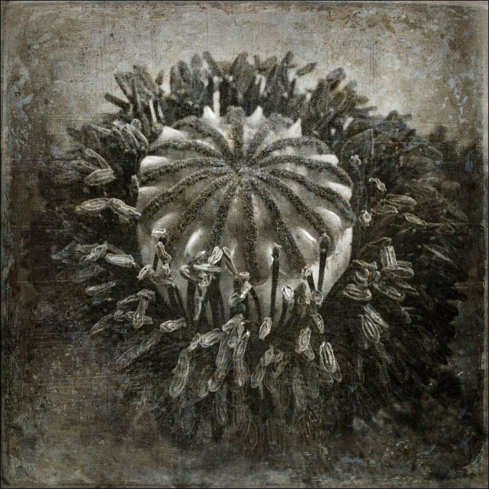 Flora