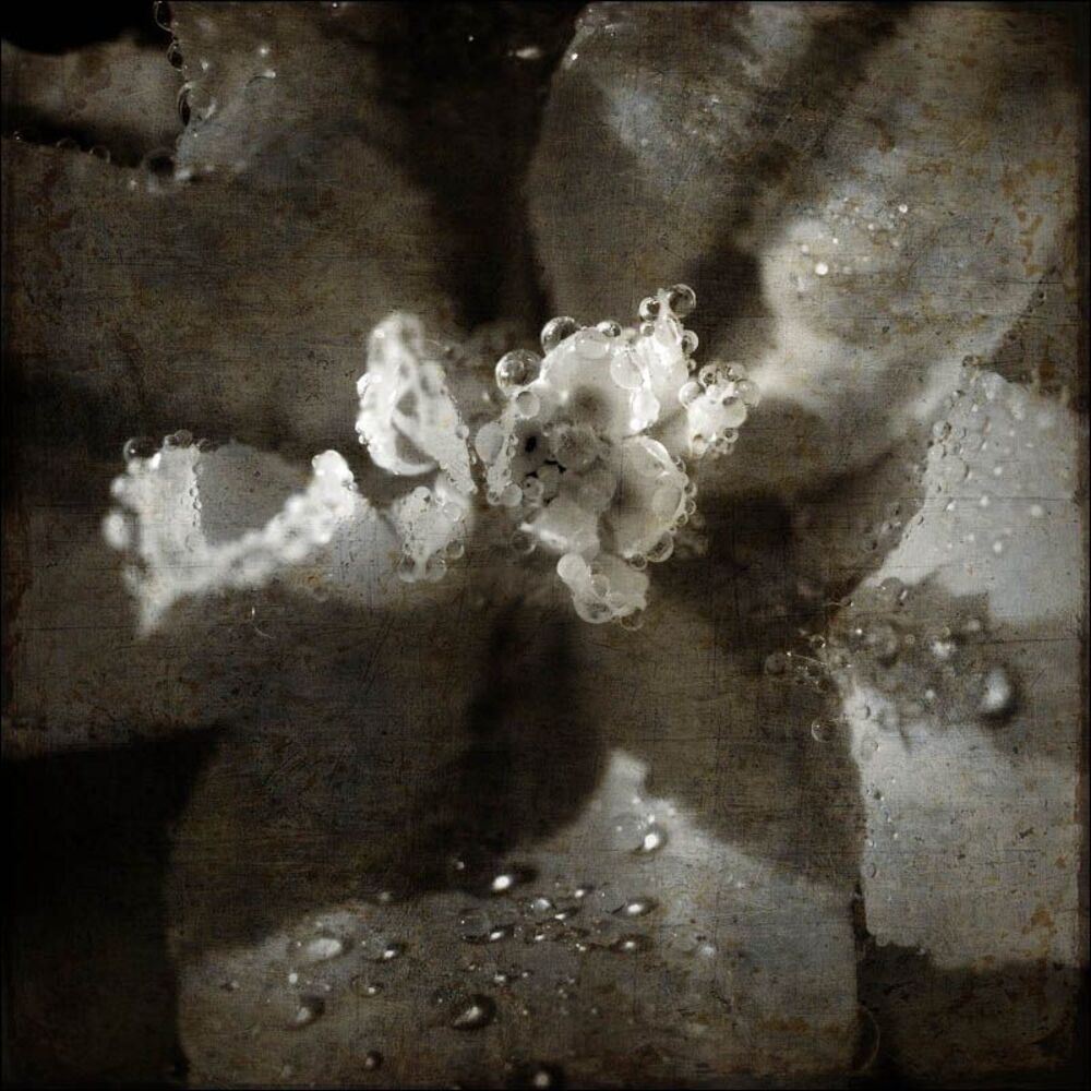 Flora