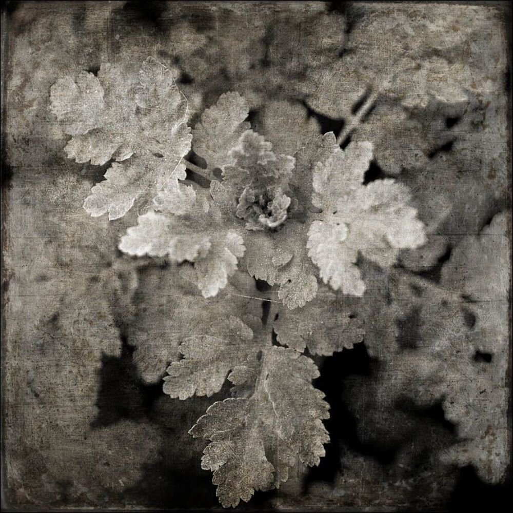 Flora