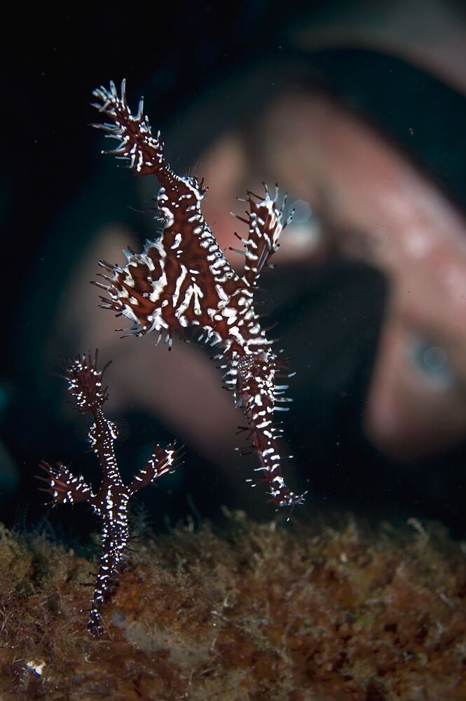 Ornate Ghost Pipefish