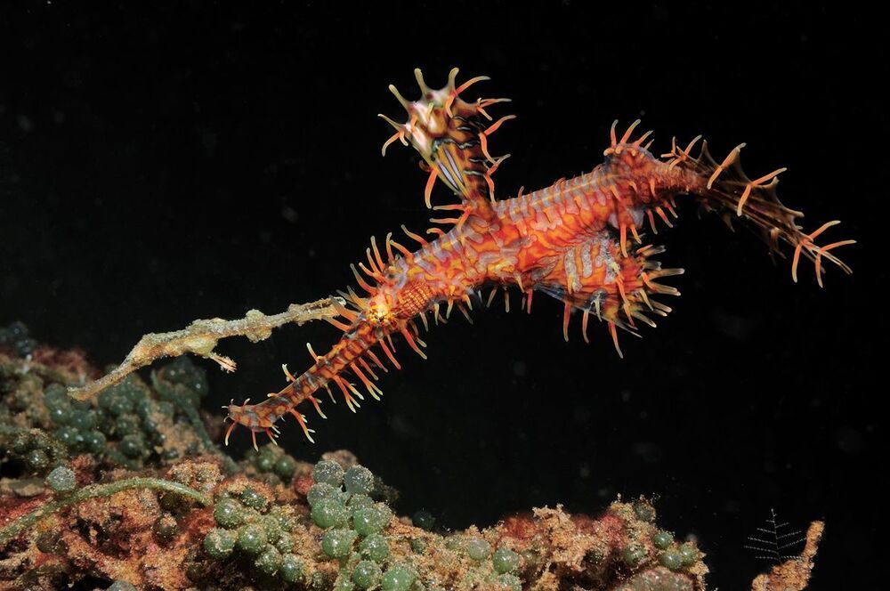 Ornate Ghost Pipefish