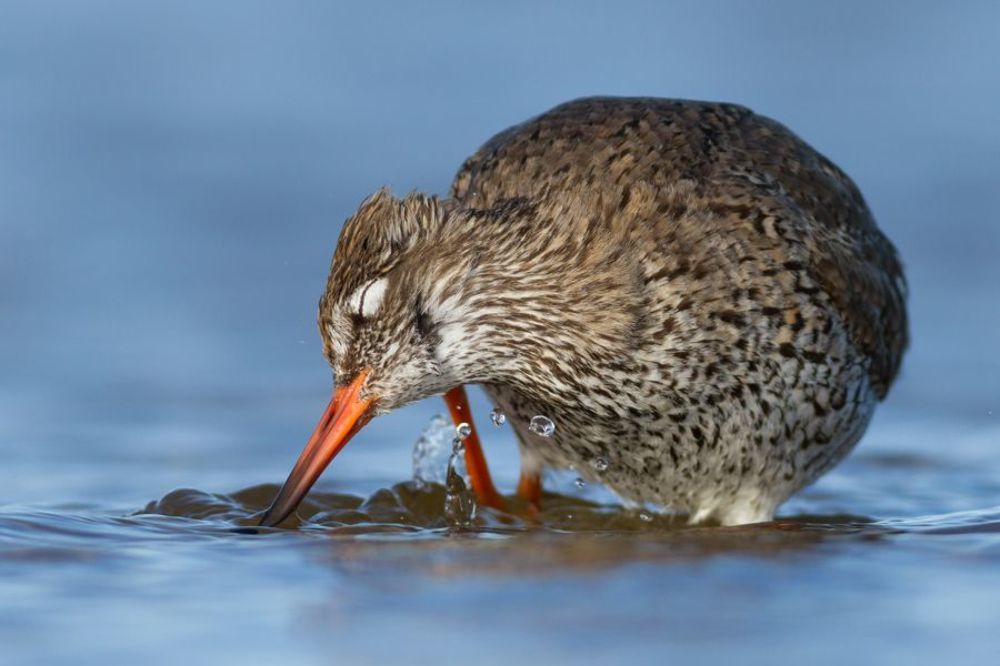 Redshank
