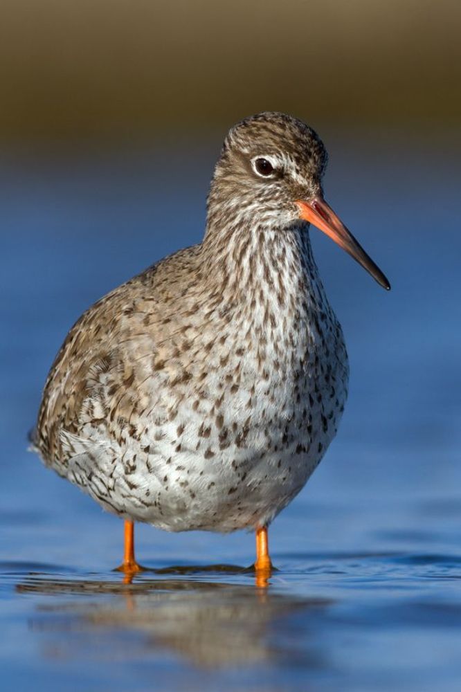 Redshank