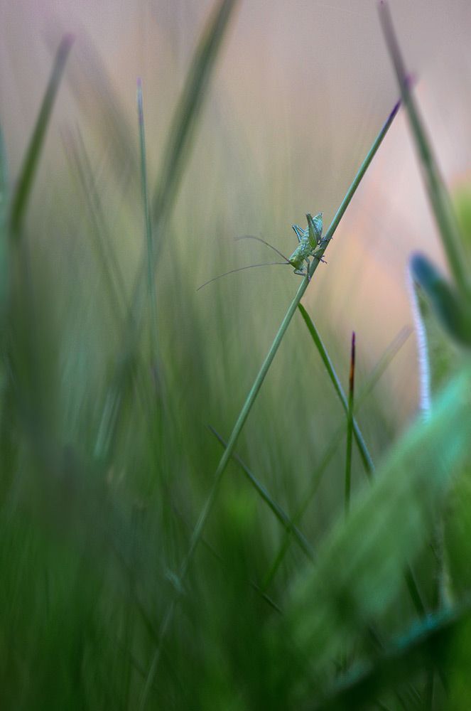 the Green World