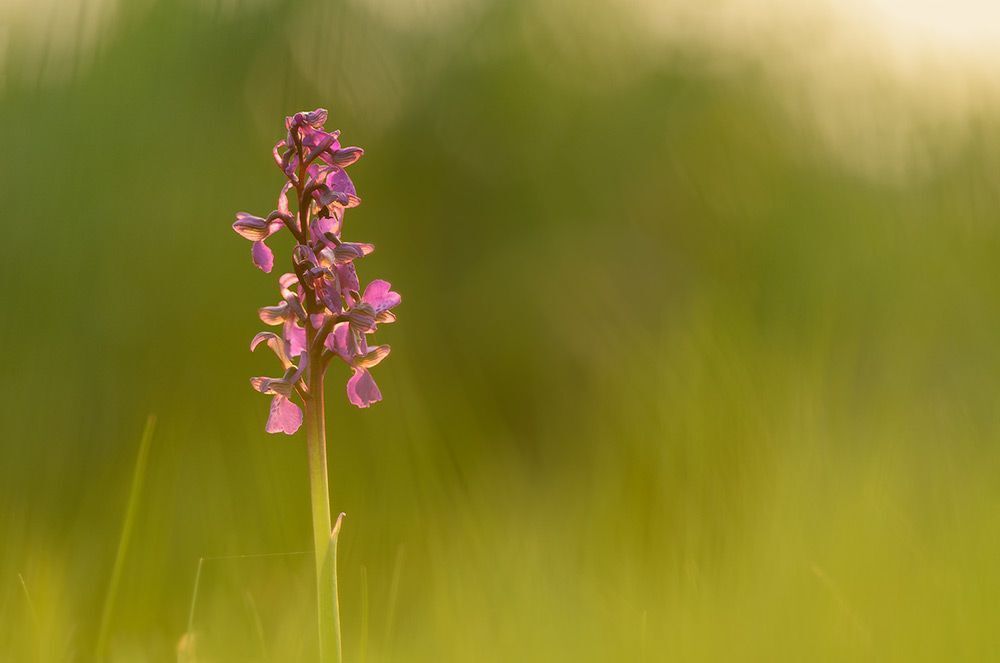 anacamptis morio
