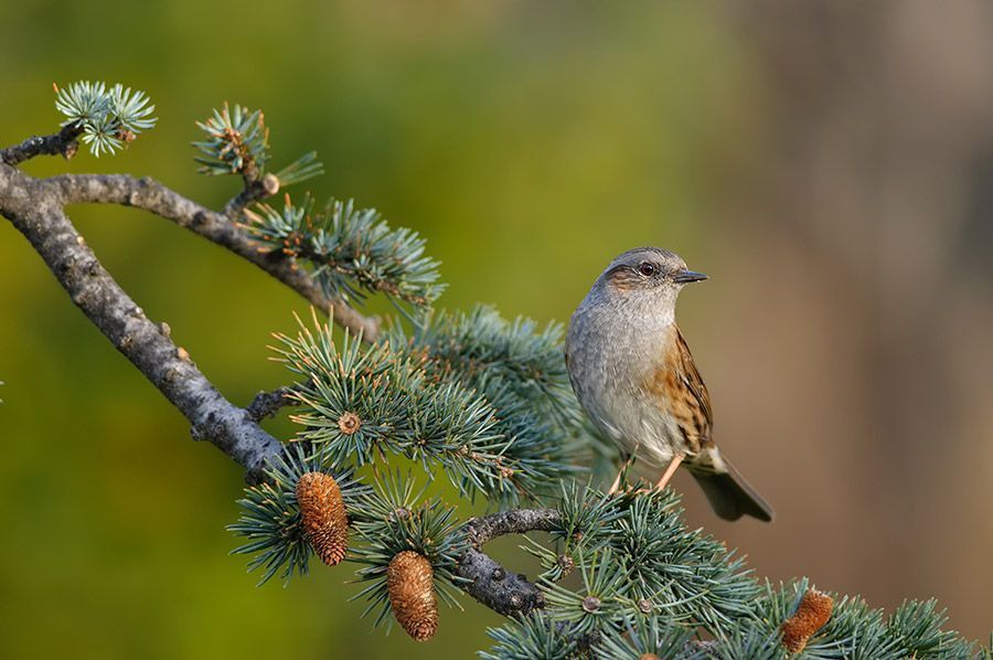 Dunnock