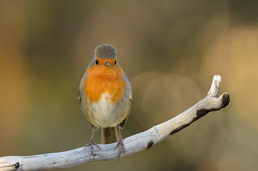 robin