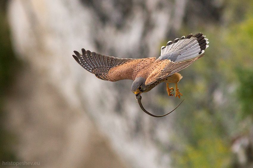 Обыкновeнная пустельгa (Falco tinnunculus)