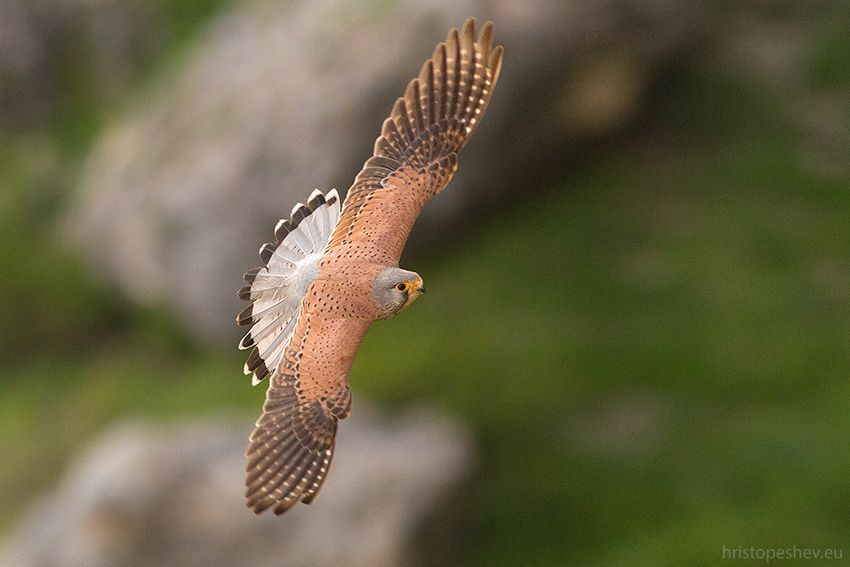 Обыкновeнная пустельгa (Falco tinnunculus)