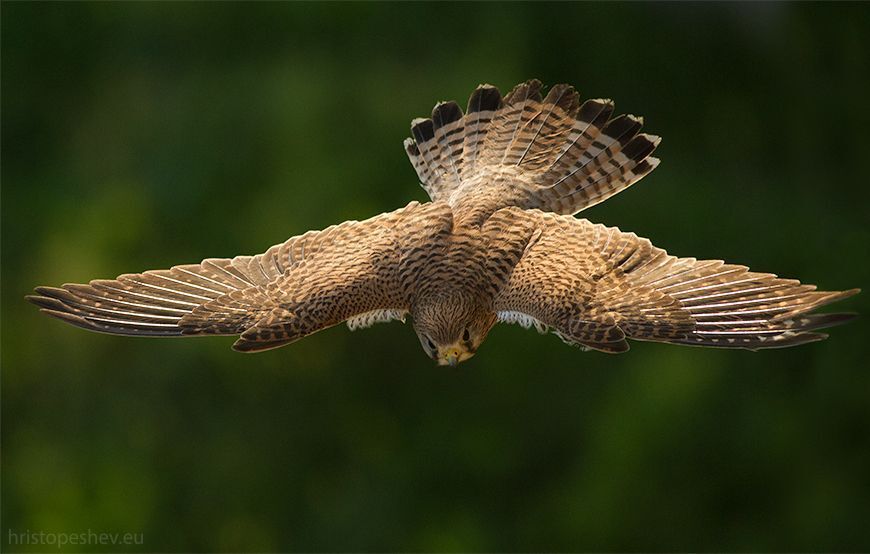 Обыкновeнная пустельгa (Falco tinnunculus)
