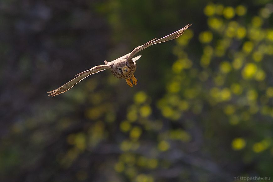 Обыкновeнная пустельгa (Falco tinnunculus)