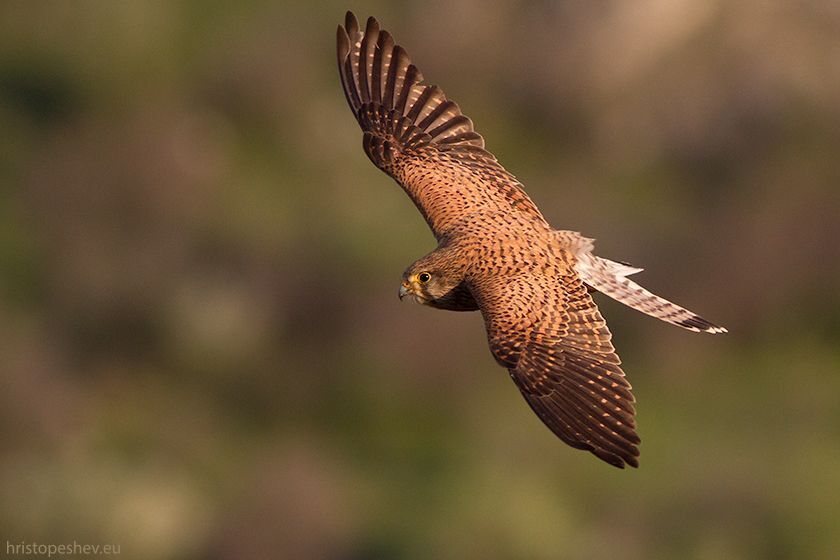 Обыкновeнная пустельгa (Falco tinnunculus)