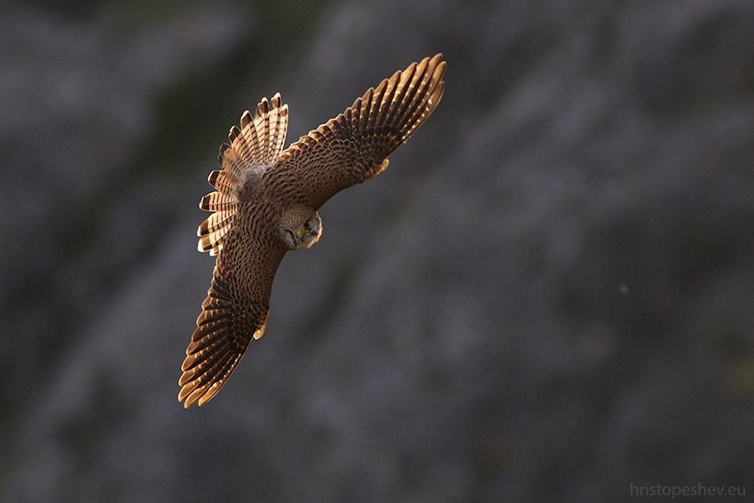Обыкновeнная пустельгa (Falco tinnunculus)